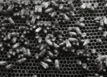 mostra Museo Trastevere Migrazioni